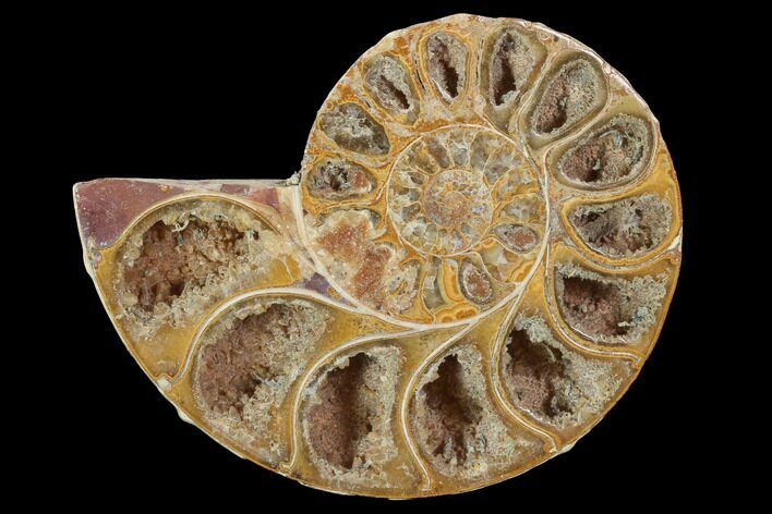 Sliced, Agatized Ammonite Fossil (Half) - Jurassic #100551